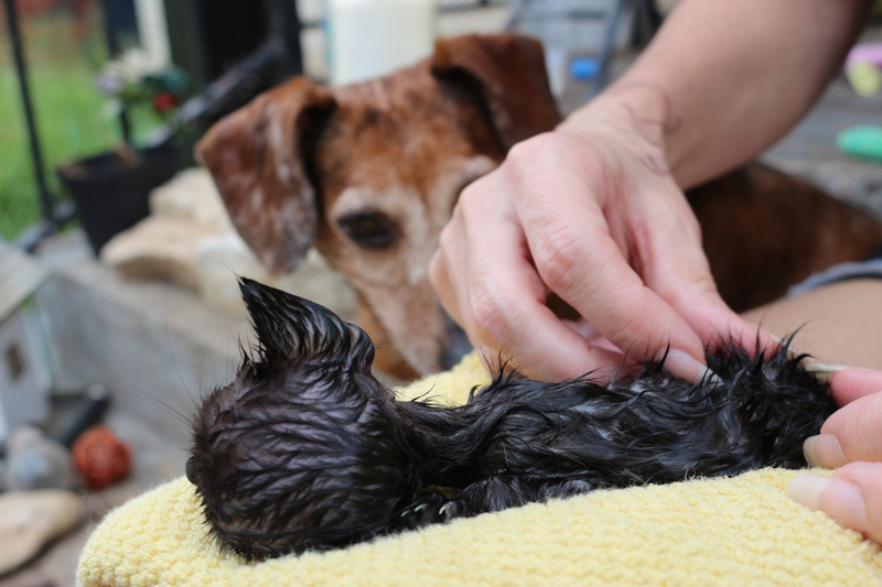 Extracting the bat-fleas.